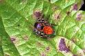 Carrhotus_xanthogramma_RF0728_Z_85_Les Gris_Frankrijk
